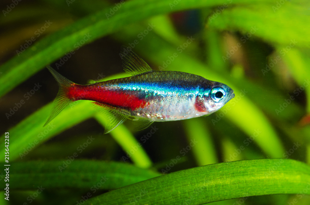 Neon Tetra
