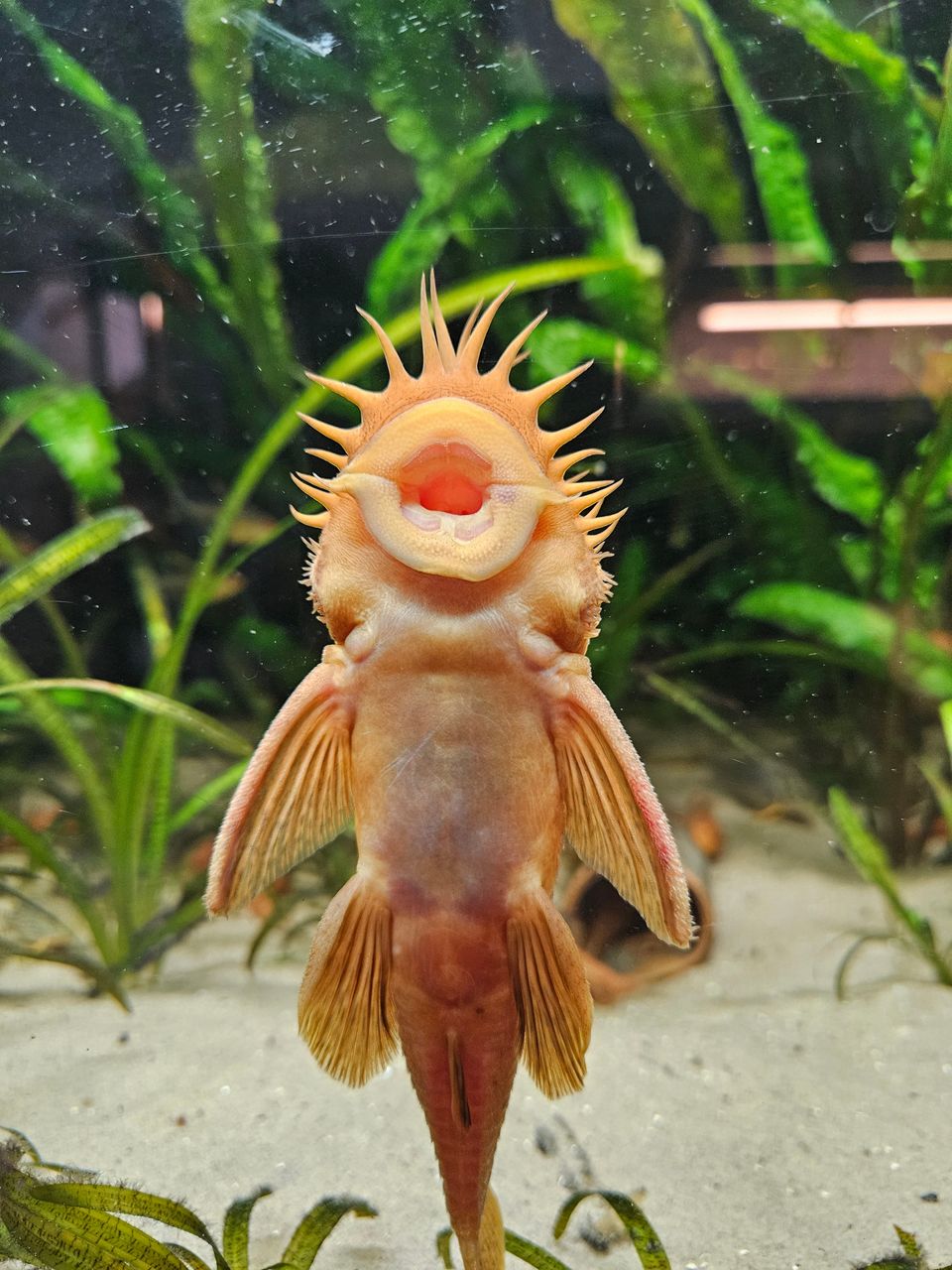 Red Ancistrus