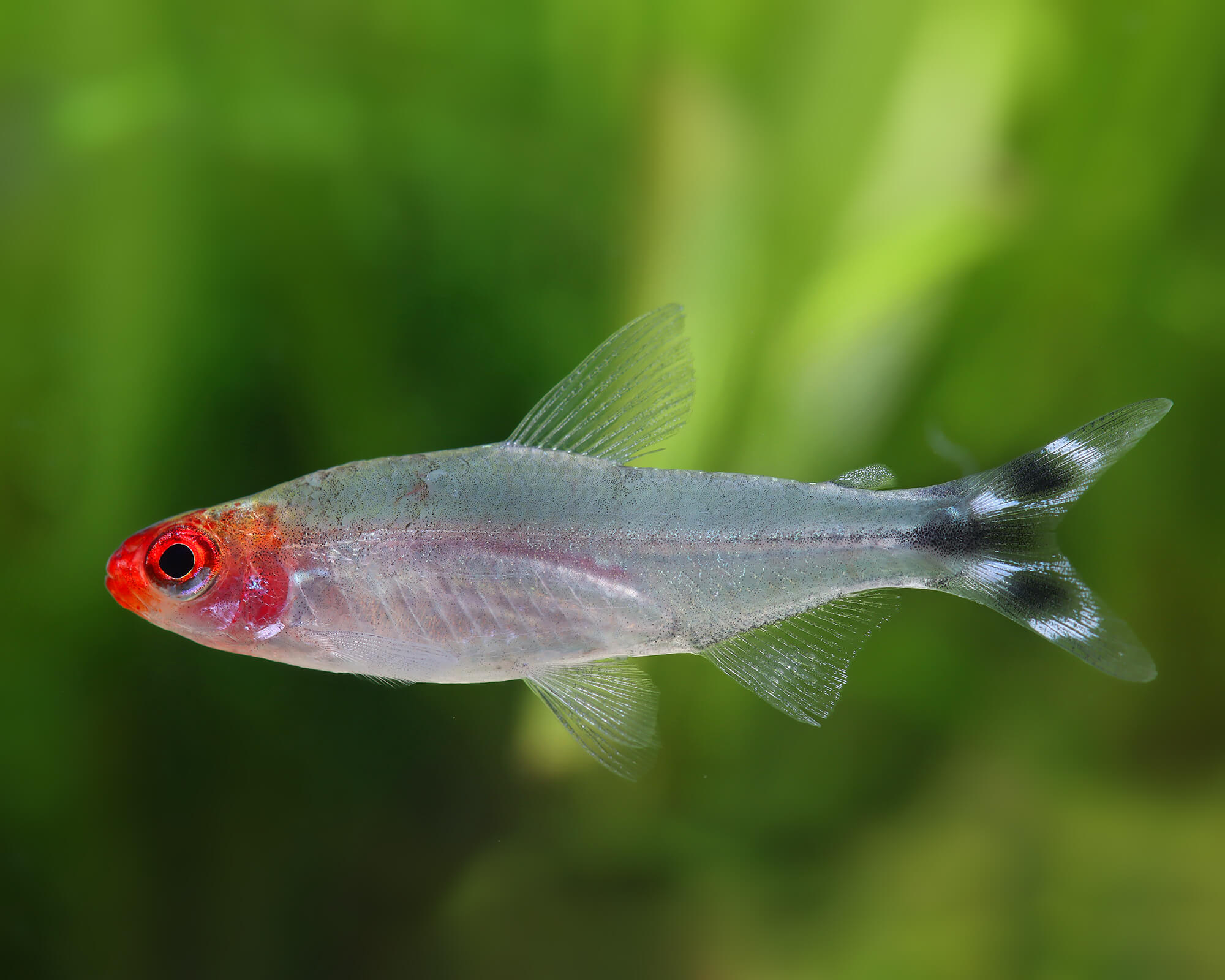 Red Head Tetra